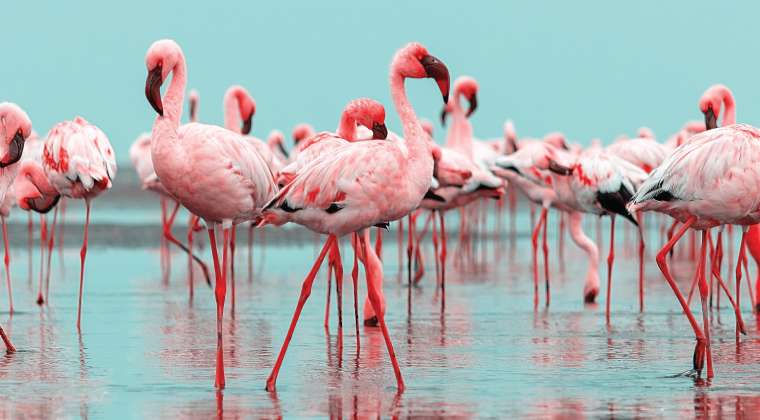 Revelation African Safaris