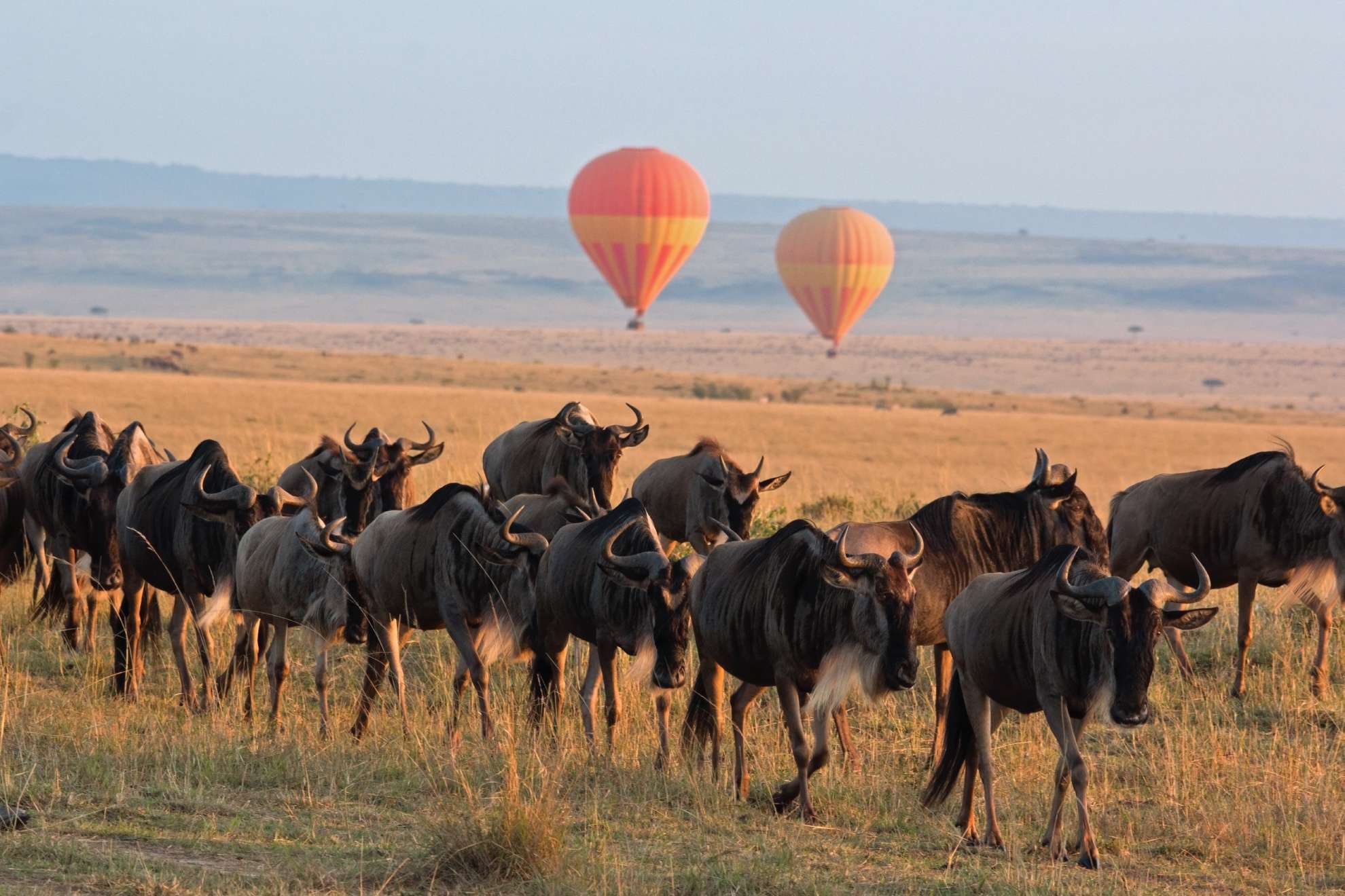 Revelation African Safaris
